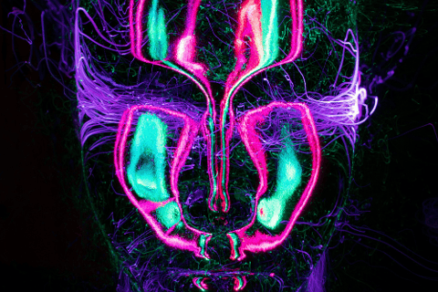 Libra Rising