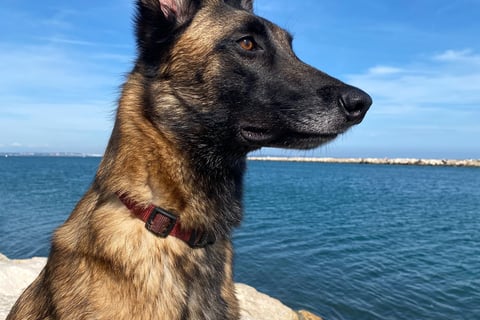 chien malinois en bord de mer