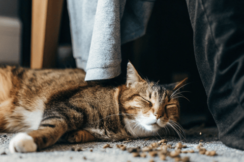 A fluffy cat relaxing peacefully on a catnip-sprinkled blanket.