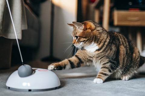 A cat batting at an automatic toy mouse on the floor.