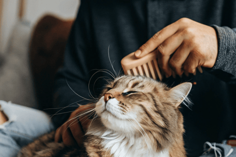 Cat enjoying a grooming session.