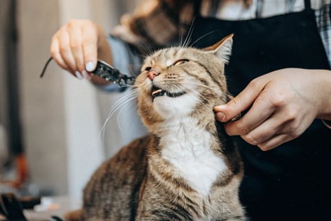 A cat being rewarded with a treat after a successful grooming routine.
