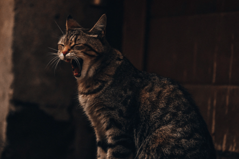 A cat breathing heavily, sitting with its mouth slightly open.