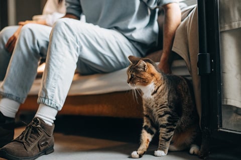 A cat cautiously approaching a calm and patient owner.
