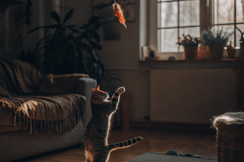 Cat playing with a feather toy