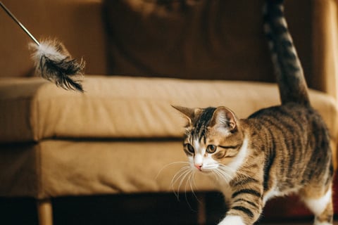 A cat chasing a feather wand with enthusiasm.