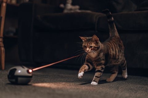 A playful orange cat chasing a laser beam on the floor.