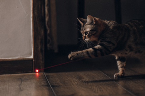 A focused cat pouncing on a laser pointer dot.