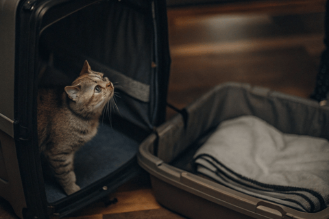 a cat is sitting in a suitcase