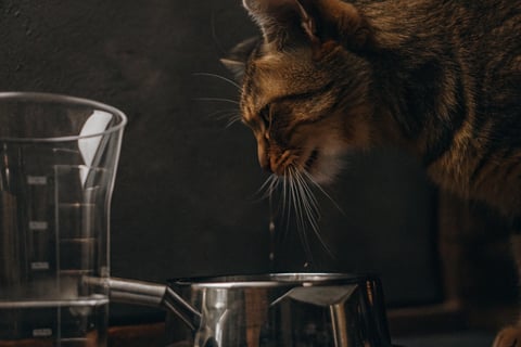 A cat drinking water next to a measuring cup for comparison.
