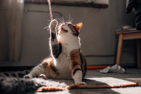 a cat is playing with a string of yarn