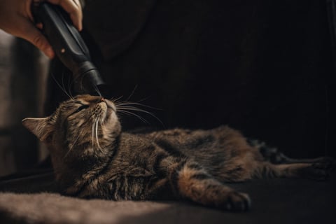 A cat enjoying being brushed with a grooming tool.