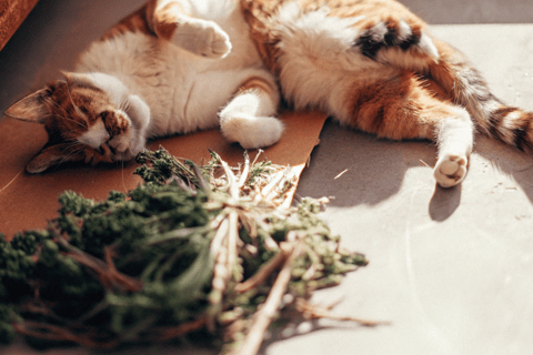A contented cat lying next to catnip leaves and toys.
