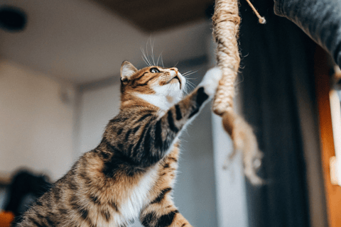 A tabby cat rolling on the floor, playing with a small catnip toy.