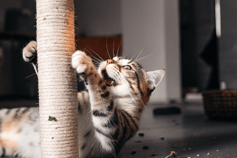 A cat using a scratching post infused with catnip.