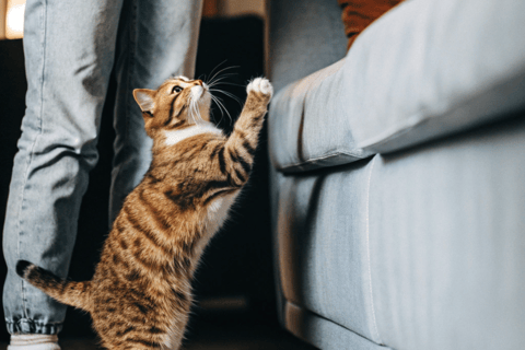 A cat hesitating to jump onto a couch.