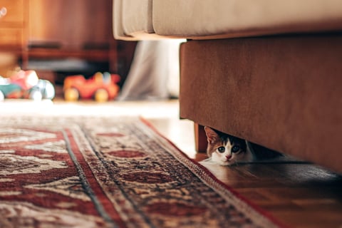 A cat hiding under a couch or appearing unusually quiet.