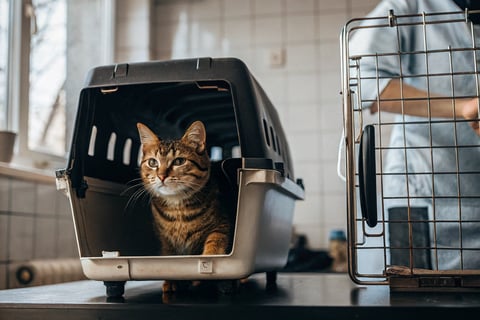 A cat sitting in a carrier, ready for a vet check-up.