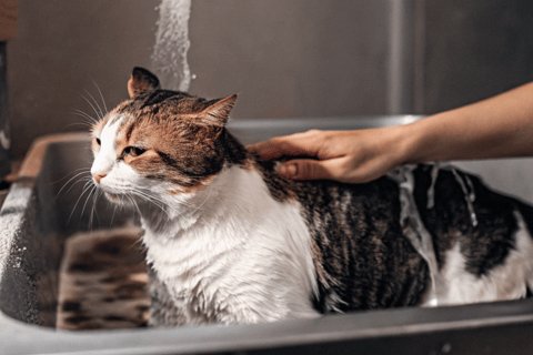 A calm cat being bathed in lukewarm water using pet-safe shampoo.