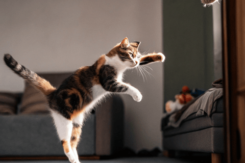 A playful cat jumping to catch a toy filled with catnip.
