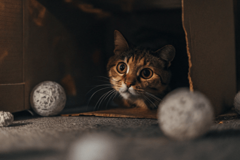 A playful cat exploring a DIY cardboard box setup.