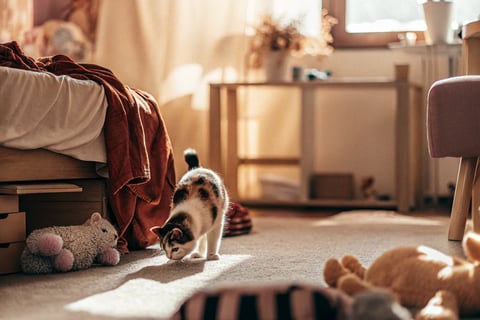 A cat safely exploring a room with no hazards.