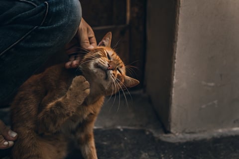 A cat scratching its ear, possibly indicating an issue like ear mites.