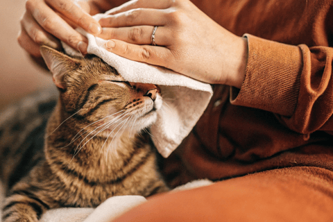 A cat sitting calmly while its owner gently wipes its eyes with a soft cloth.