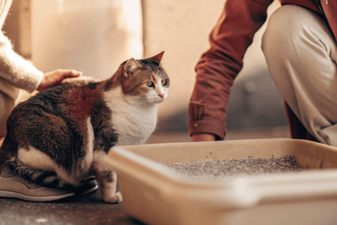 A cat sitting near a litter box with a person observing it closely.