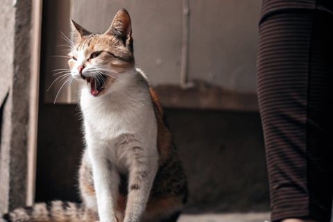A cat sitting with its mouth slightly open, indicating potential breathing issues.