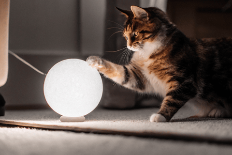 A playful cat batting an illuminated ball on the carpet.