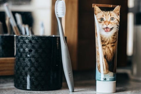 A cat toothbrush and a tube of flavored cat toothpaste on a countertop.