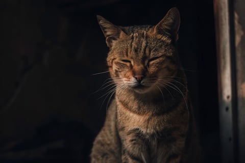 A cat with half-closed eyes, giving a slow blink to show affection.