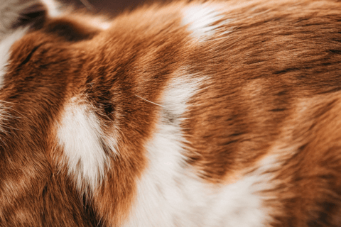 A close-up of a cat’s coat with visible changes such as bald patches.