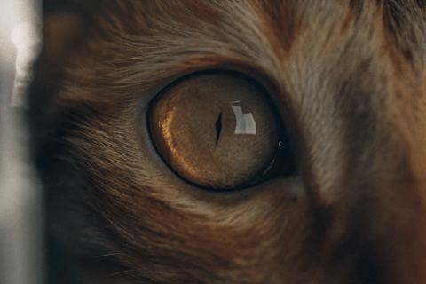 A close-up of a cat’s eye with visible yellowing in the sclera (the white part).