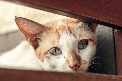 A cat with clear eyes and clean ears, looking alert and healthy.