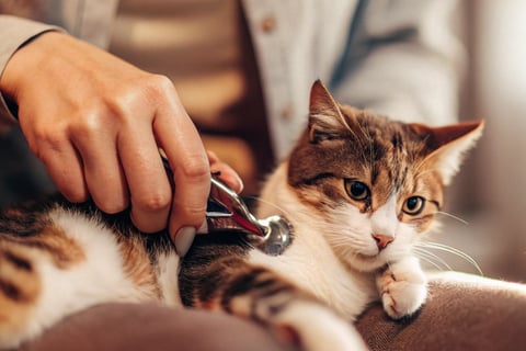 A human hand trimming a gray cat’s claws using pet nail clippers.