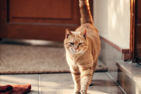 A confident cat walking with its tail held high.