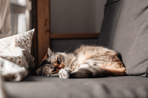 Content and healthy cat resting on a couch.