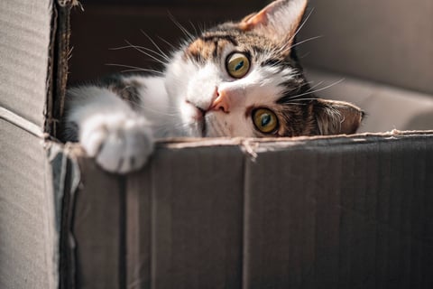 A curious cat looking out from the safety of a cardboard box.