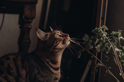 A gray cat sniffing a green catnip plant in a small pot.