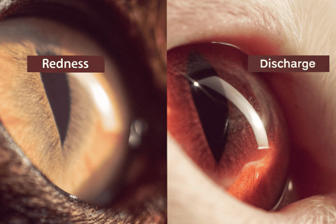 A side-by-side comparison of healthy and unhealthy cat eyes and ears.
