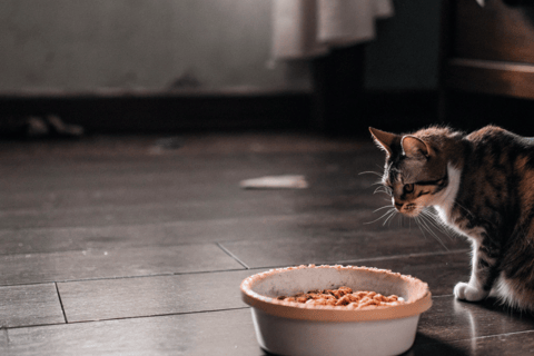 A food bowl left untouched, with a visibly thinner cat nearby.