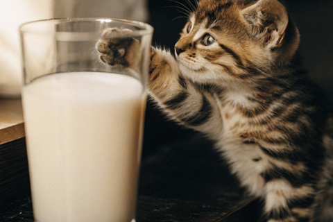 Regular milk can upset a cat's stomach.