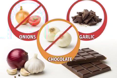 Common foods toxic to cats, including chocolate and grapes.