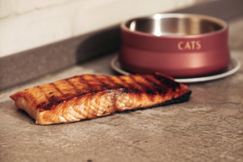 A grilled salmon fillet prepared for a cat’s special treat.