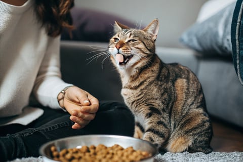 A happy cat enjoying grain-free food, showing a glossy coat.
