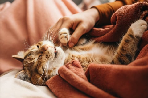 A happy cat kneading a cozy blanket with its front paws.