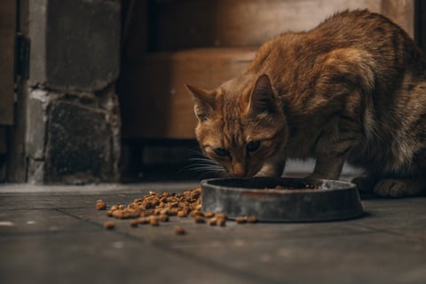 A healthy, shiny-coated cat eating grain-free food.