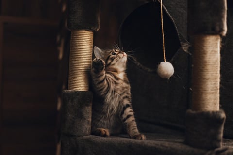 A kitten playing with a dangling toy on a tall cat tree.